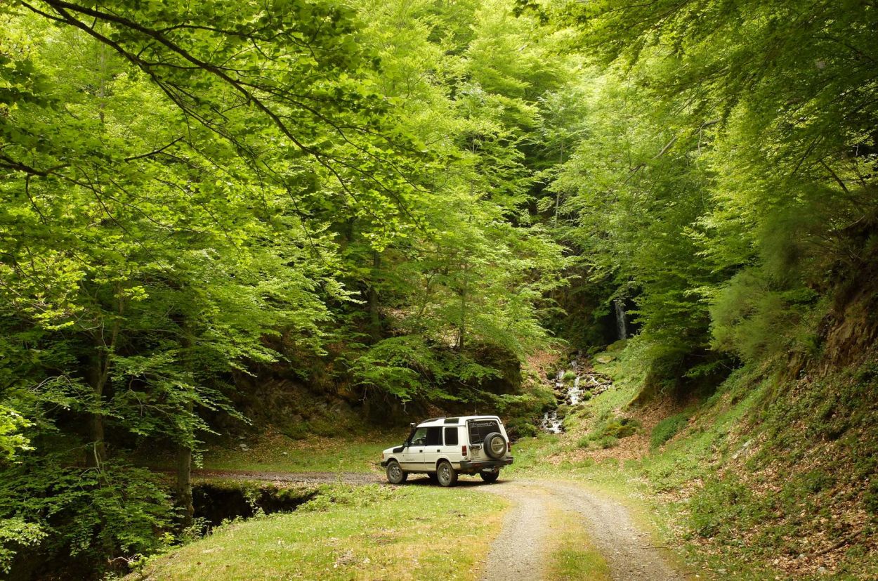 Bosques de la sierra de la Demanda