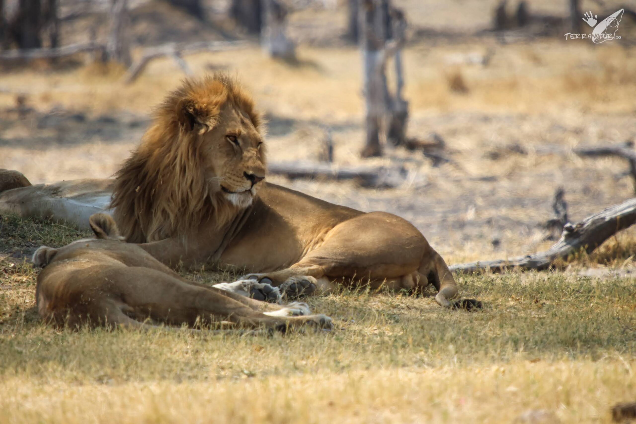 Leones en Kawai
