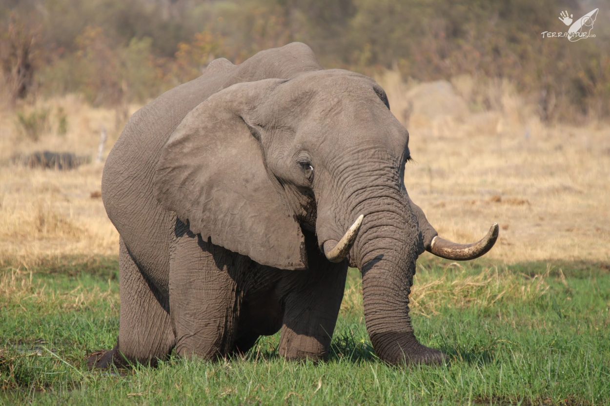 Elefante acuático del rio Kawai