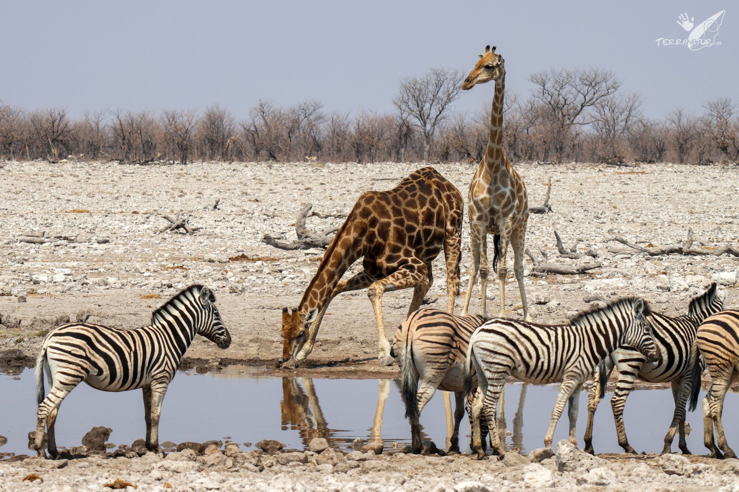 Fauna Africana